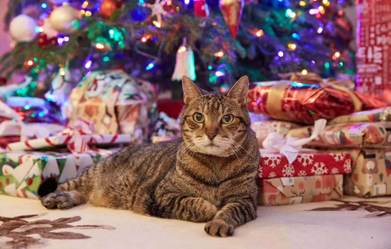 Фото обои Взгляд, Кошка, Рождество, Новый год, Christmas, Cat, Домашние животные, Pets
