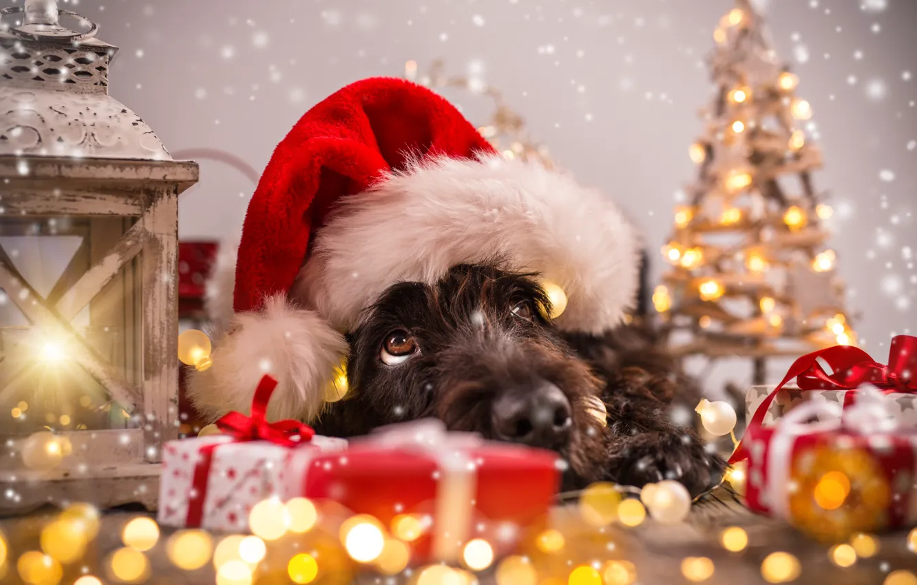 Фото обои елка, собака, Новый Год, Рождество, Christmas, dog, 2018, Merry Christmas