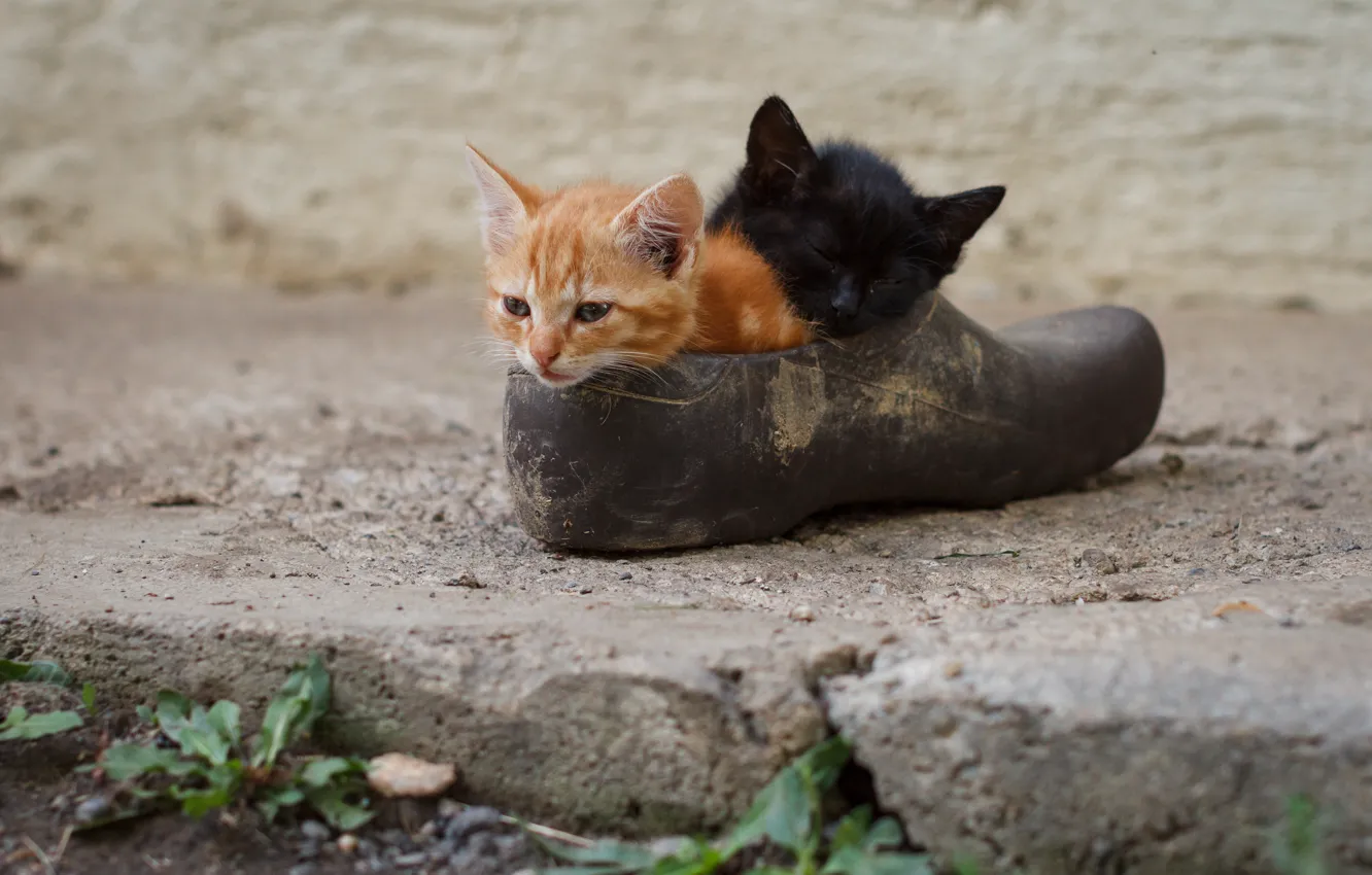 Фото обои котята, малыши, парочка, ботинок, два котёнка