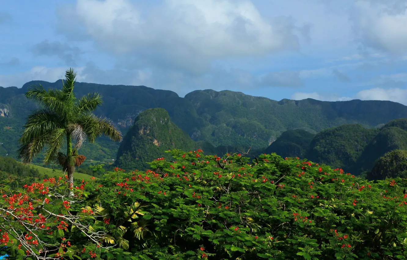 Фото обои горы, пальма, кусты, Куба, Cuba, Pinar del Rio, горы Сьерра-де-лос-Органос, Sierra De Los Organos