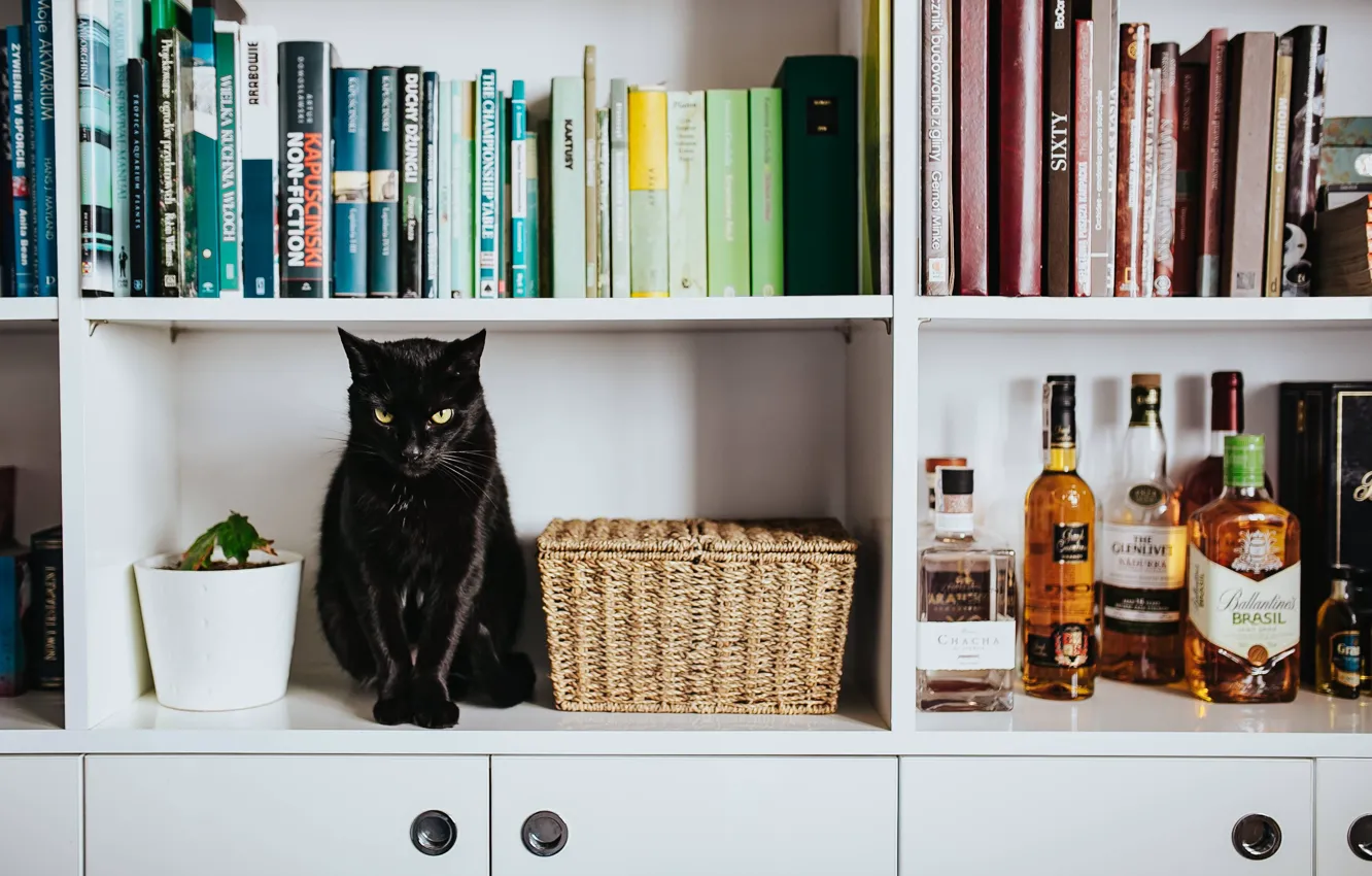 Фото обои кошка, кот, взгляд, комната, черный, мебель, бутылка, пантера