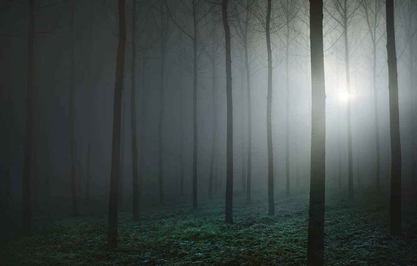 Фото обои лес, туман, forest, fog, Luca Rebustini