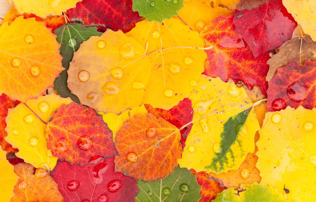 Фото обои осень, листья, капли
