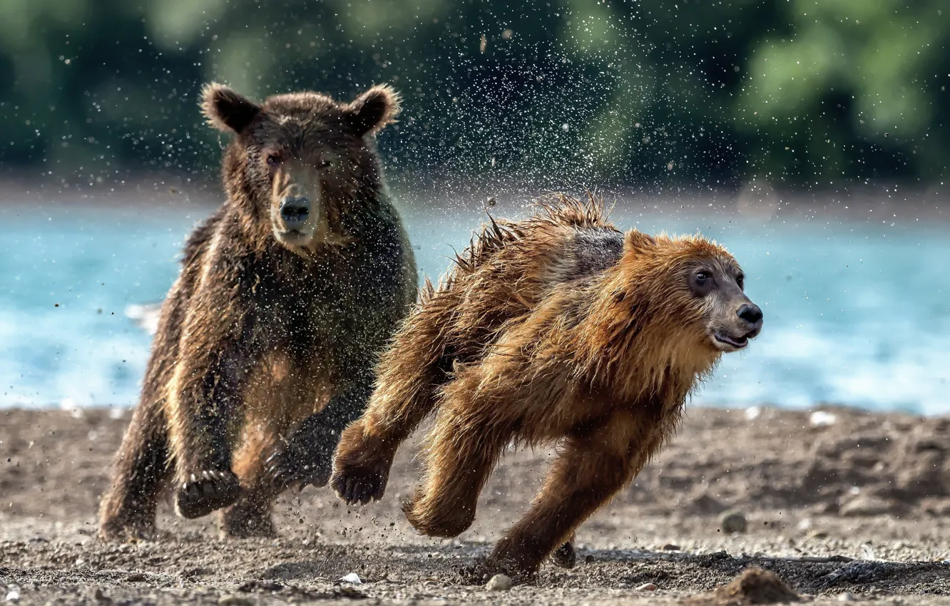 Фото обои брызги, медведи, бег