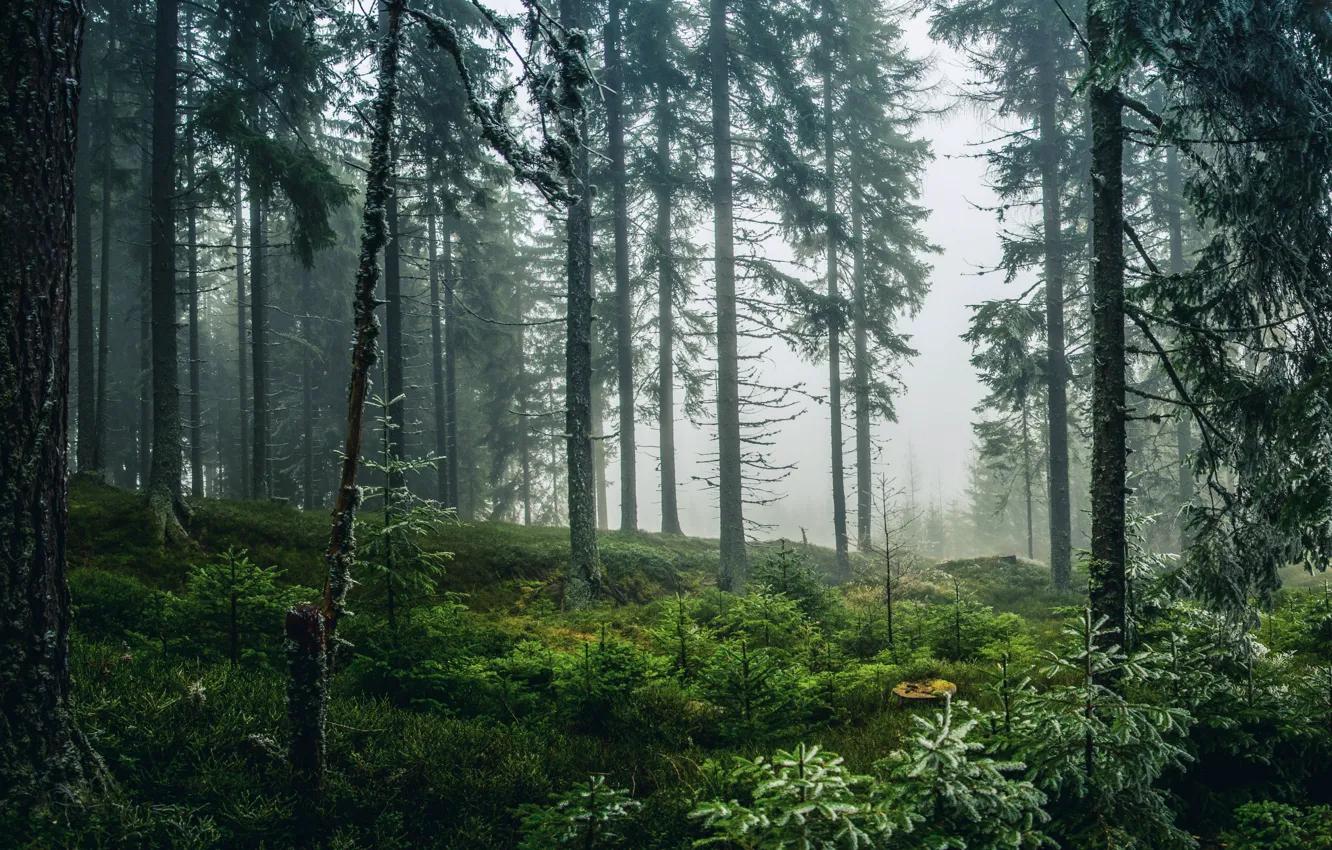 Фото обои Туман, Деревья, Лес, Nature, Fog, Forest, Trees