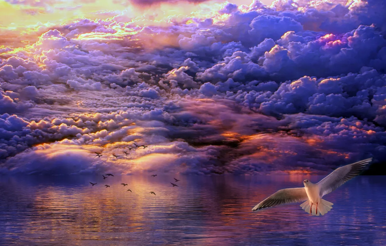 Фото обои облака, птицы, океан, заря