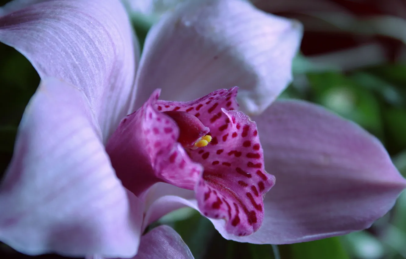 Фото обои свет, красота, орхидея