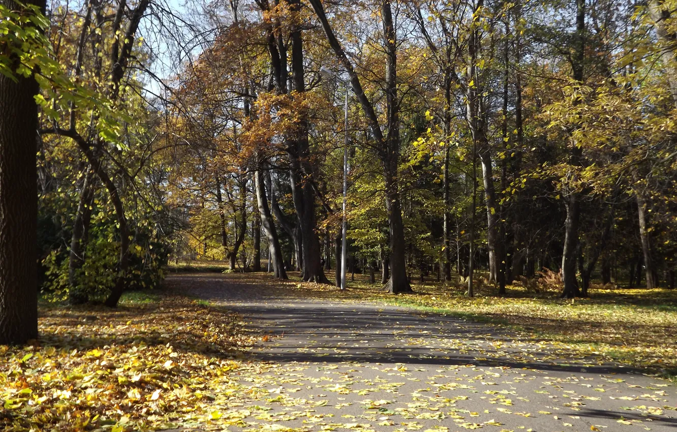 Фото обои дорога, осень, парк, деревья. листва