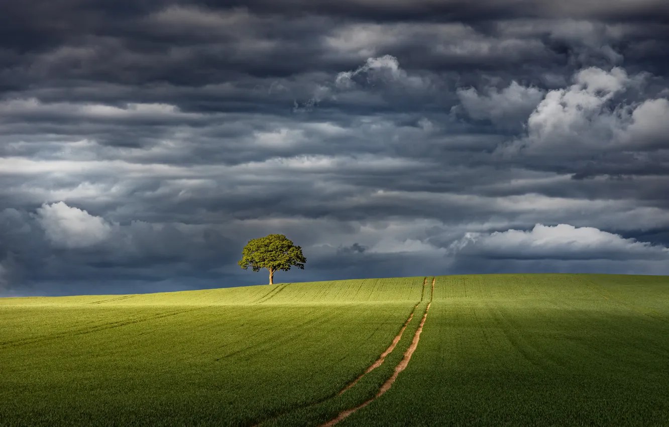 Фото обои поле, небо, деревья