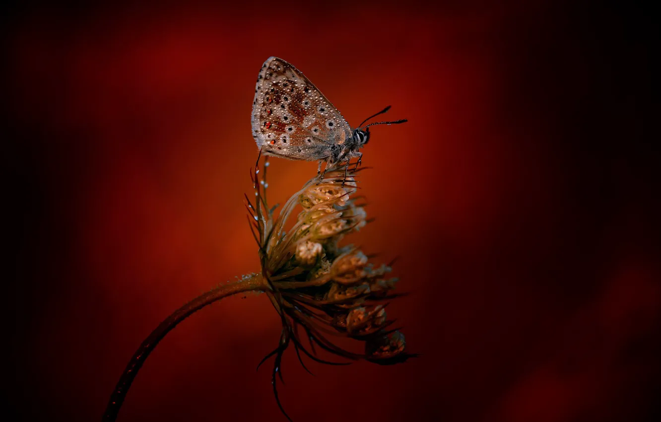 Фото обои бабочка, растение, butterfly