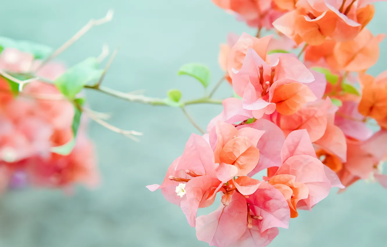 Фото обои цветы, природа, ветка, бугинвилия, Розовая -оранжевая