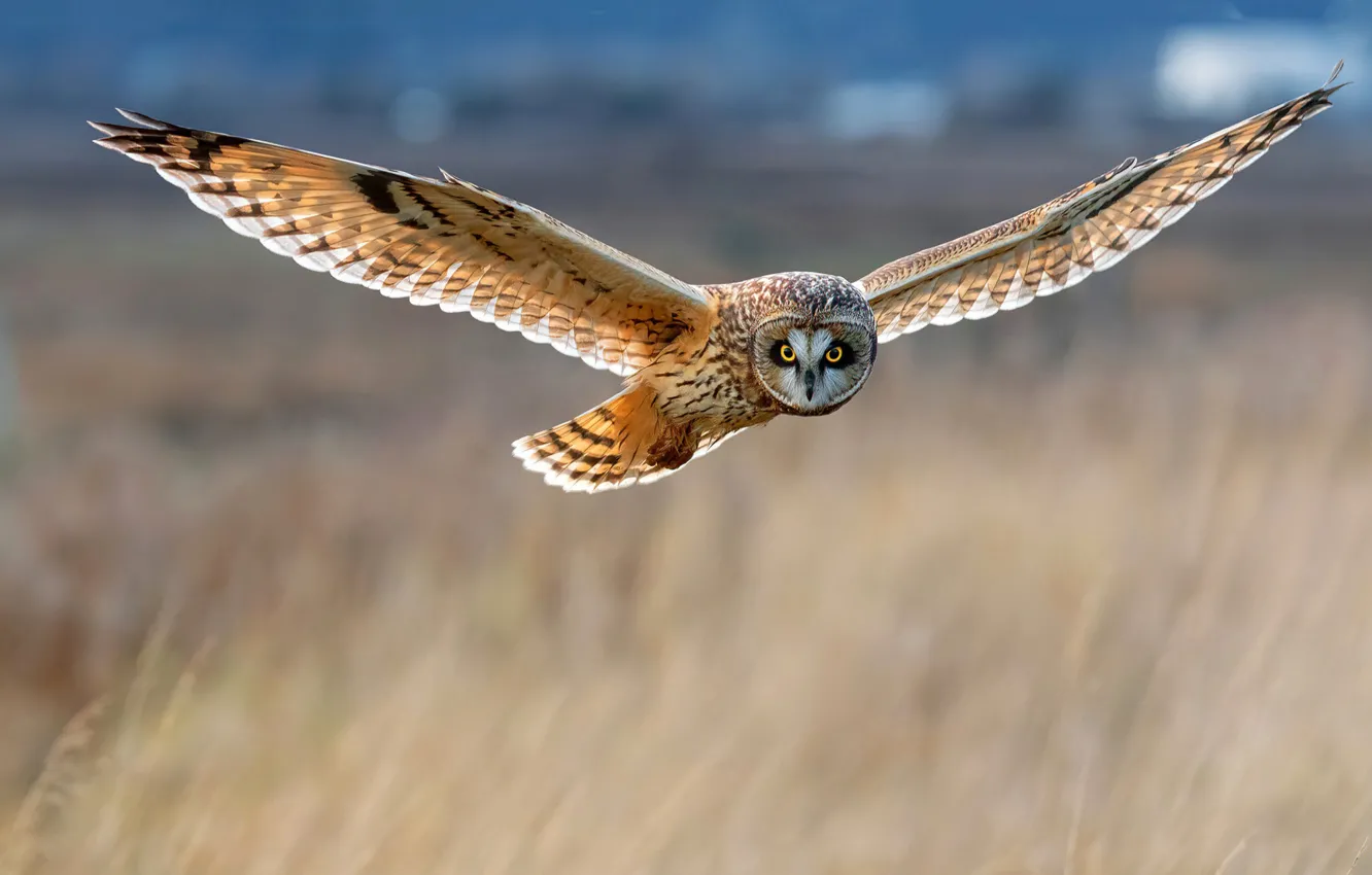 Фото обои солнце, природа, сова, птица, полёт, боке, болотная сова, Short-eared Owl