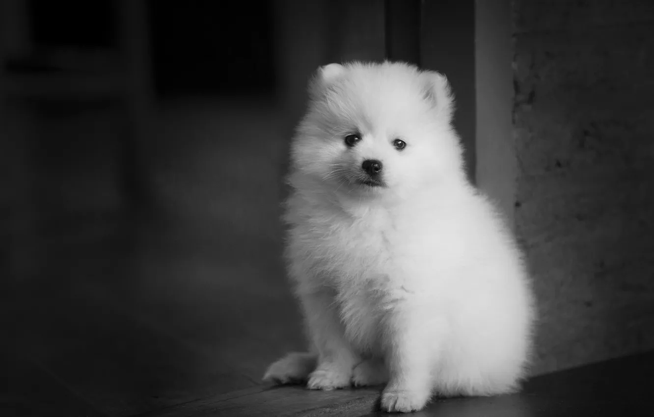 Фото обои белый, собака, милый, щенок, сидит, монохром, черно-белое фото, шпиц