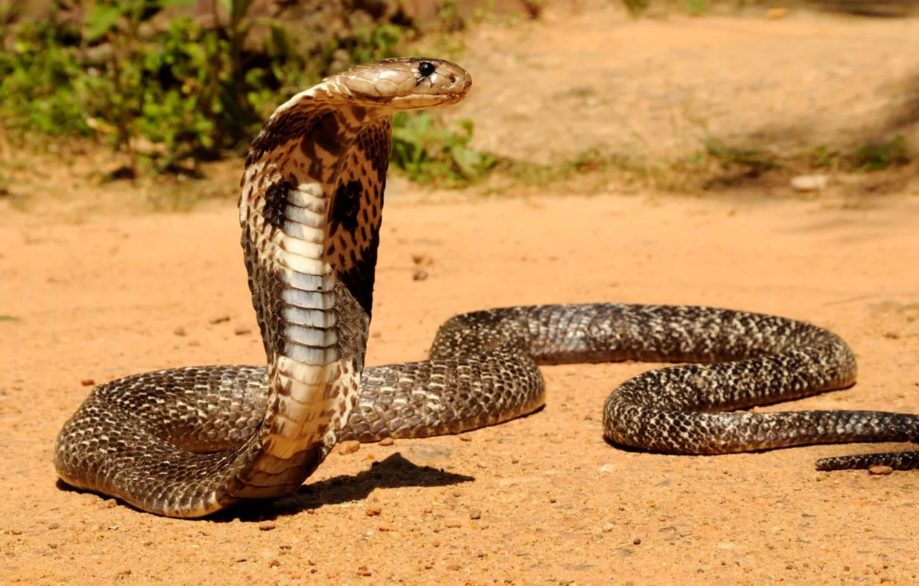 Фото обои snake, cobra, Asia. animal, the king cobra