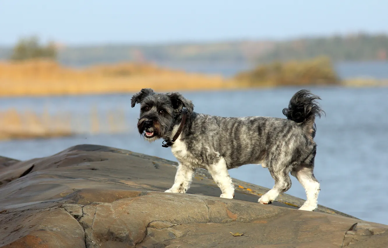 Фото обои взгляд, камни, берег, собака, прогулка, собачка, водоем, кучерявая
