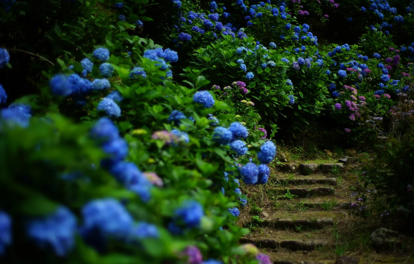 Фото обои зелень, лето, листья, цветы, темный фон, сад, лестница, ступени
