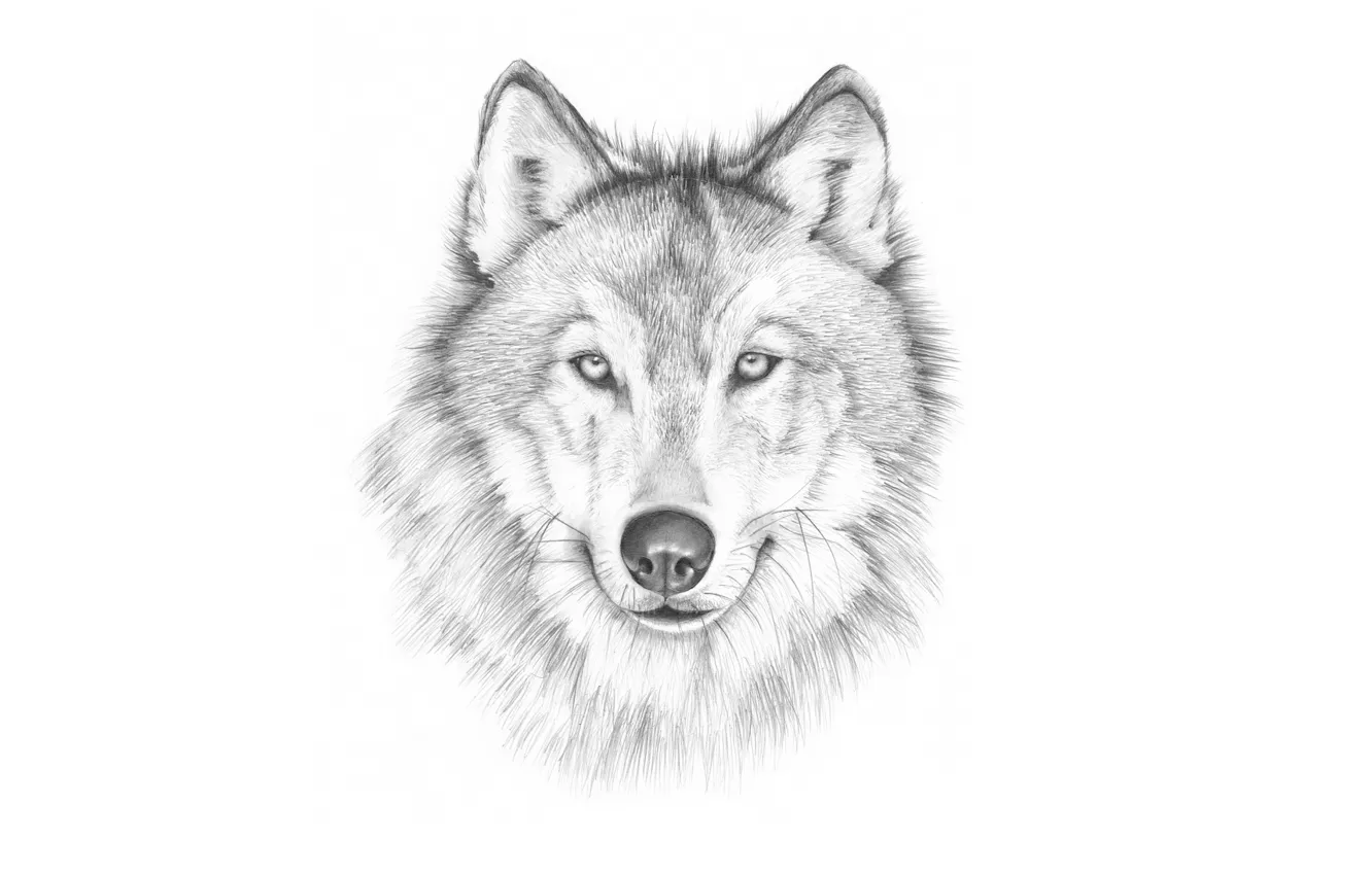 Фото обои морда, волк, живопись, светлый фон, wolf