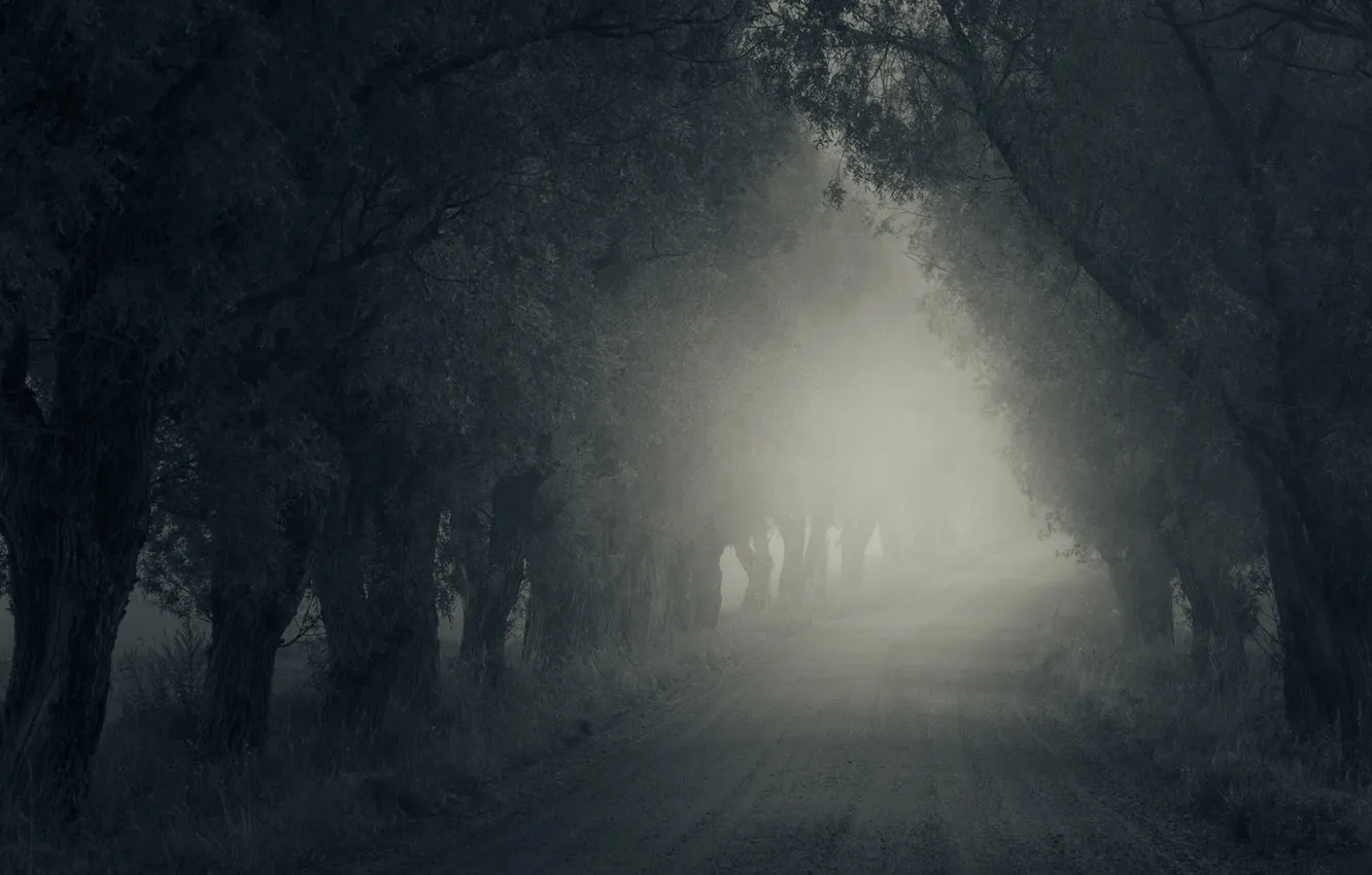 Фото обои дорога, деревья, туман