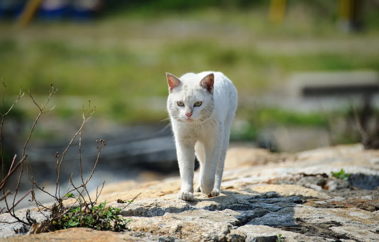 Фото обои кошка, белый, трава, кот, камни, улица, прогулка