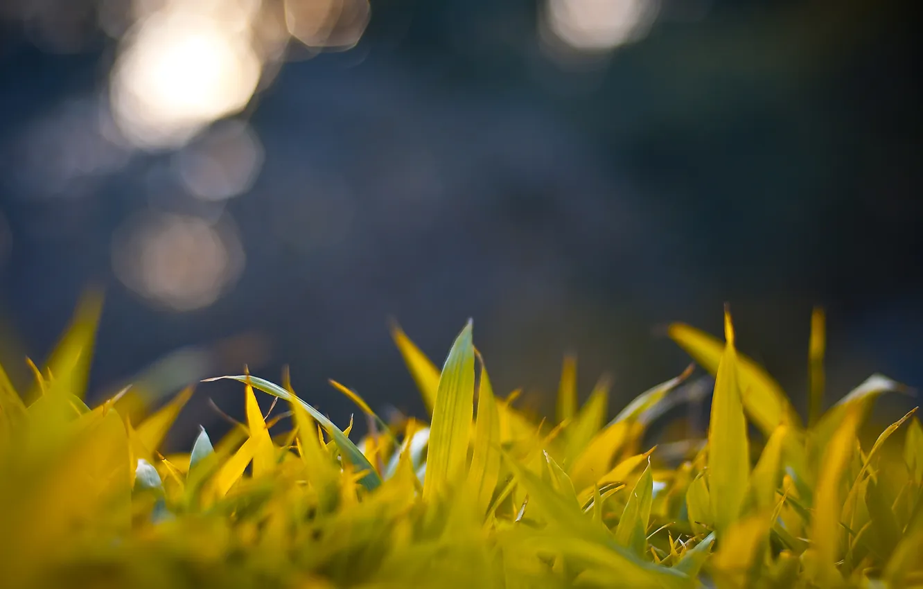 Фото обои трава, макро, блики, боке