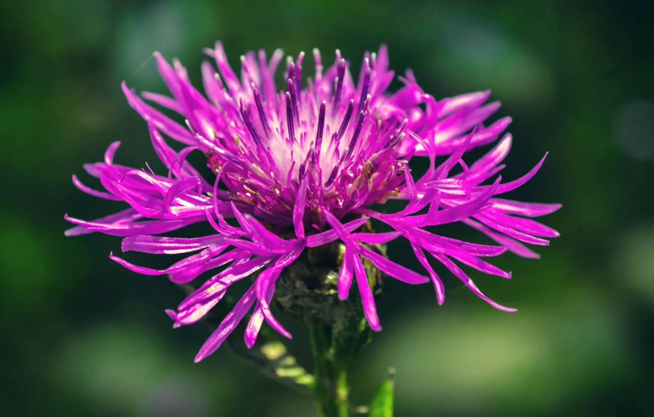 Фото обои цветы, flower, полевые, flowers