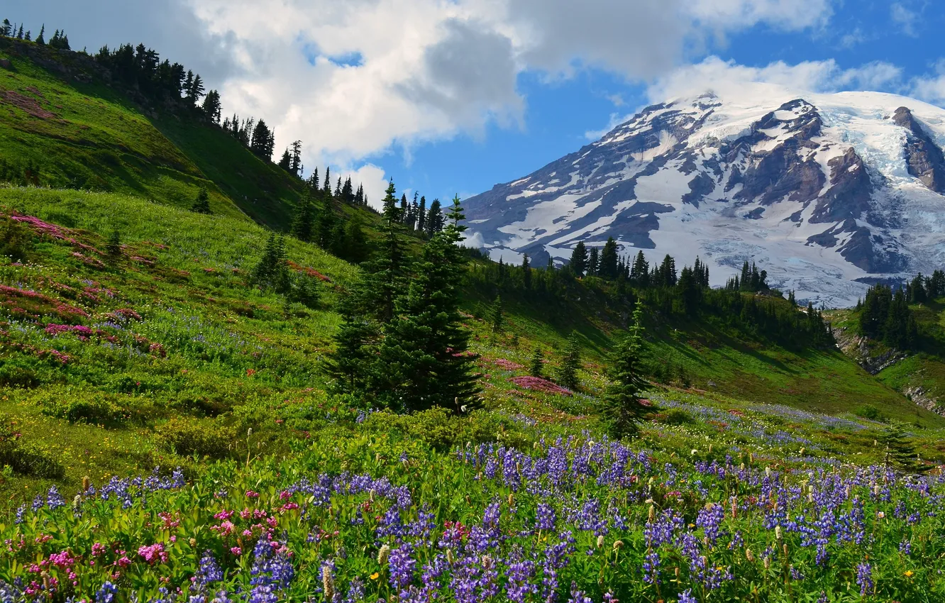 Фото обои деревья, цветы, горы, красота, простор, trees, flowers, mountains