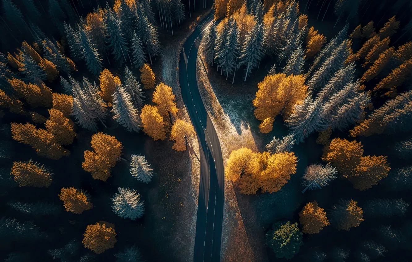 Фото обои дорога, осень, лес, пейзаж, colorful, dark, forest, road