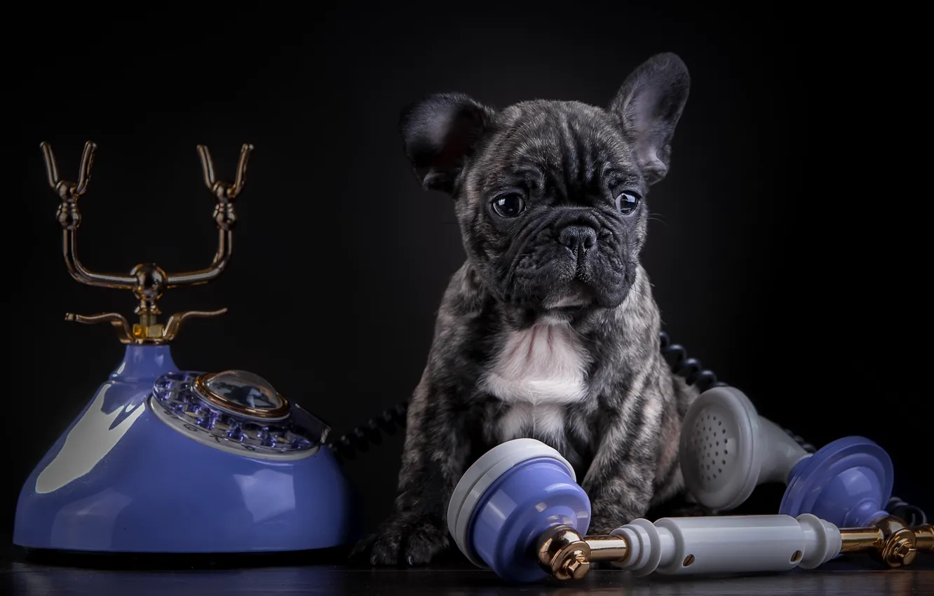 Фото обои щенок, телефон, французский бульдог, мраморный