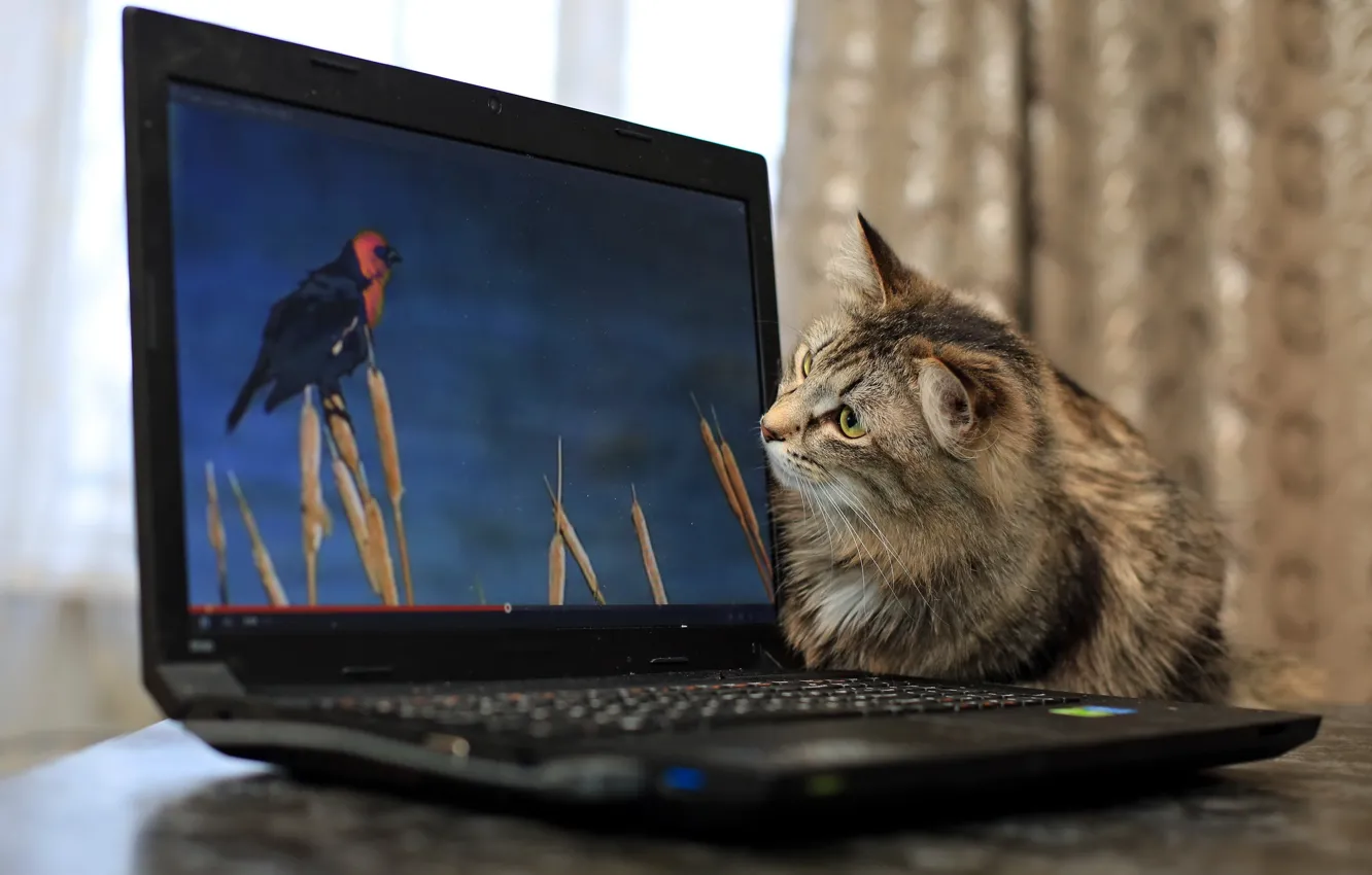 Фото обои кошка, фон, ноутбук