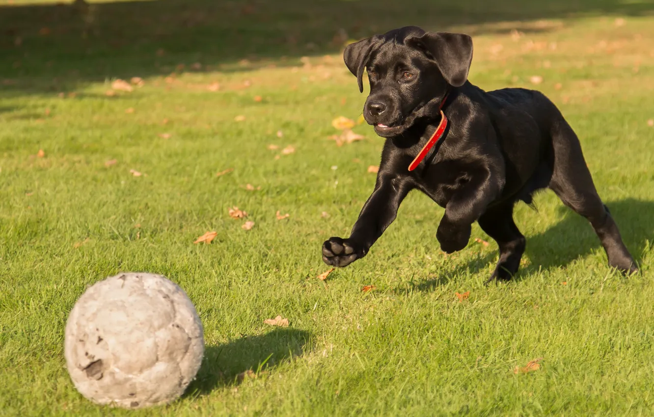 Фото обои трава, игра, мяч, щенок, Лабрадор-ретривер