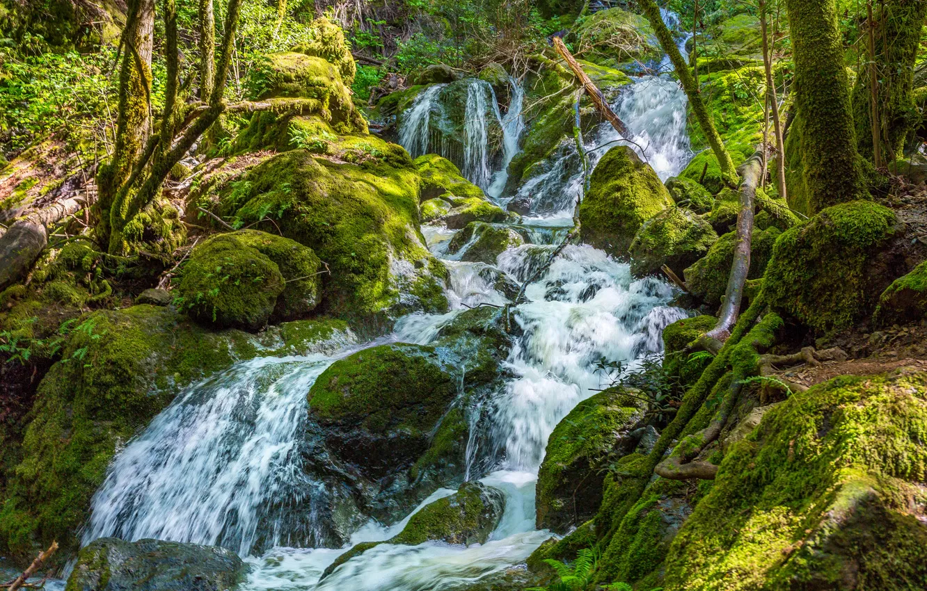 Фото обои зелень, лес, ручей, камни, водопад, мох
