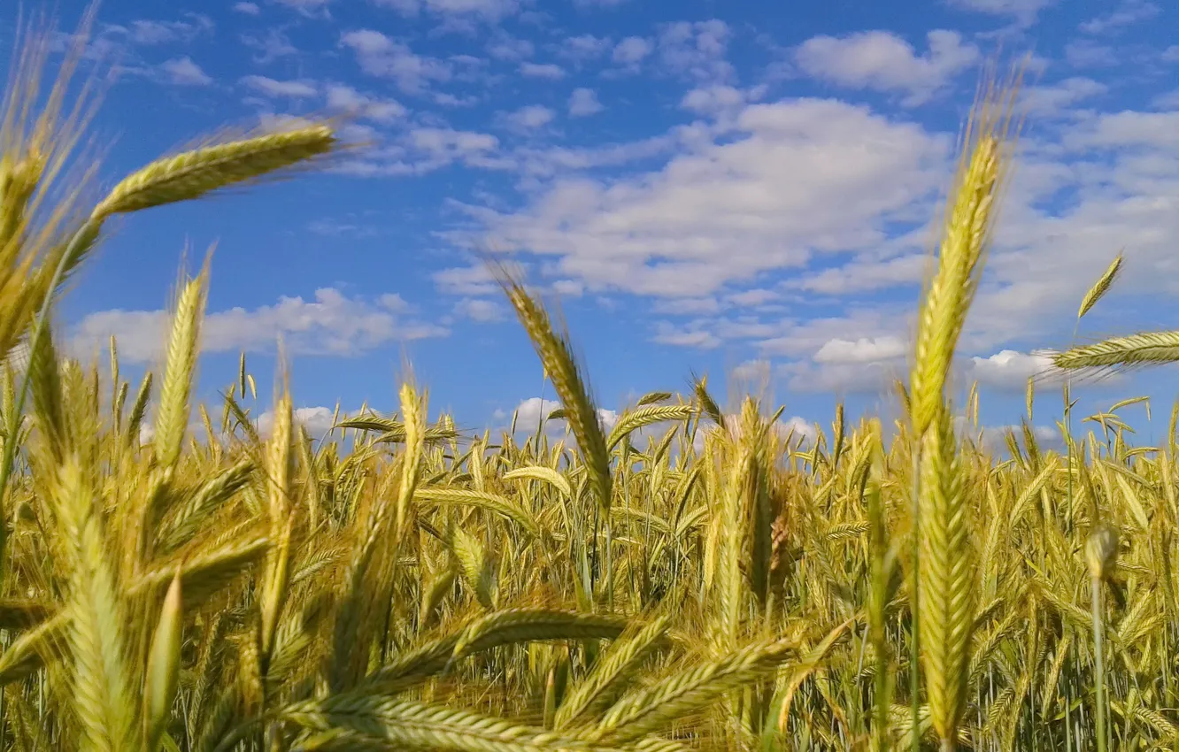 Фото обои небо, облака, колосья, пора