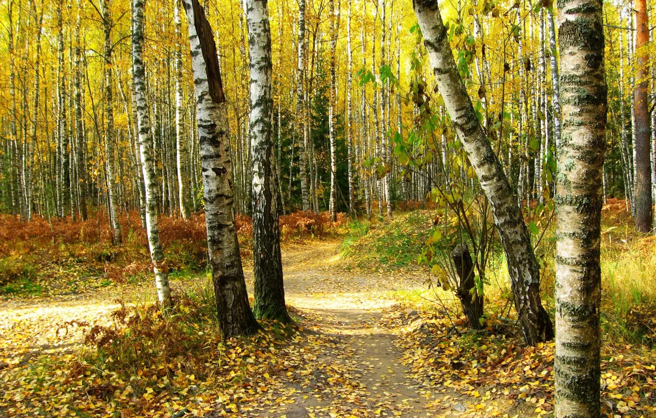Фото обои осень, лес, листья, деревья, природа, фото, тропа, березы