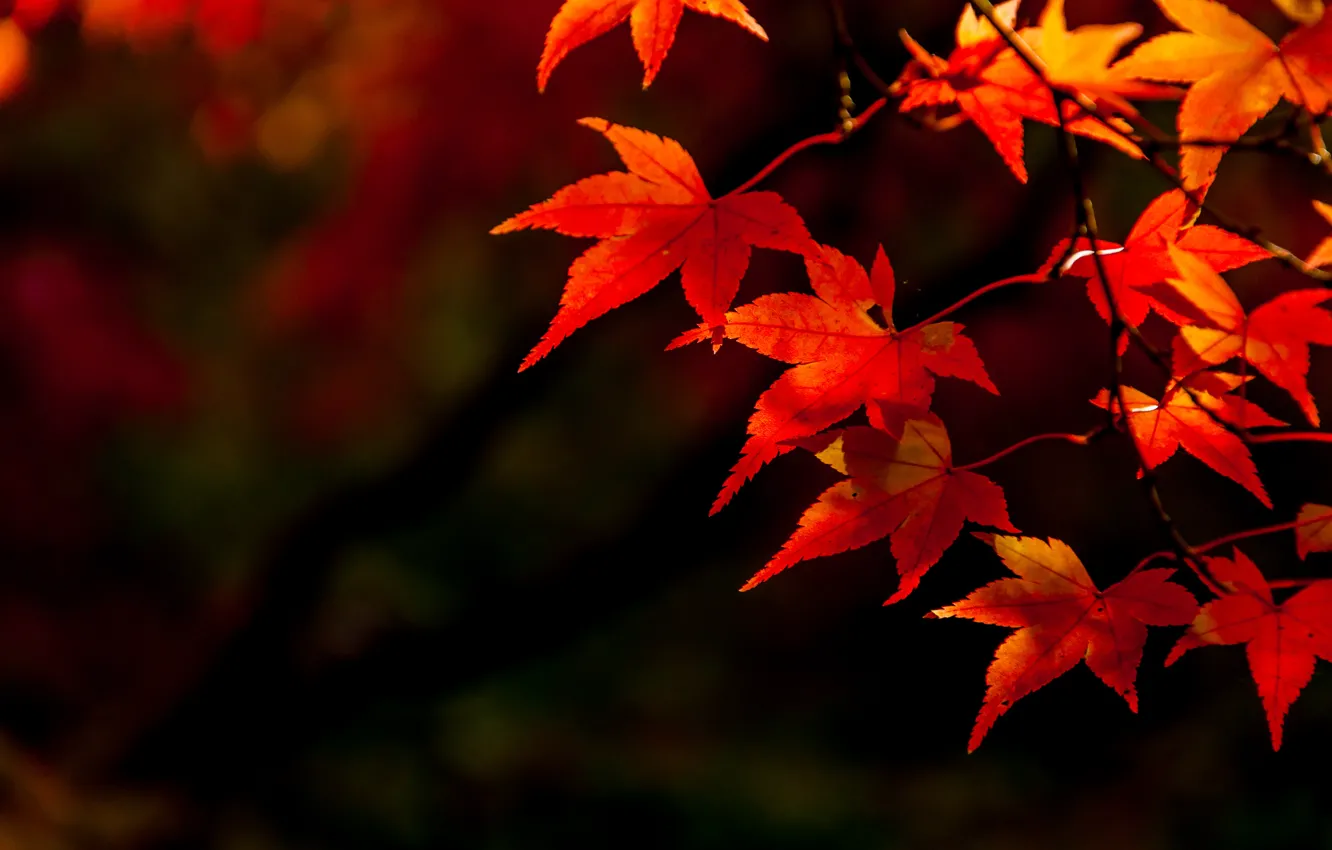 Фото обои осень, листья, colorful, клен, autumn, leaves, осенние, maple