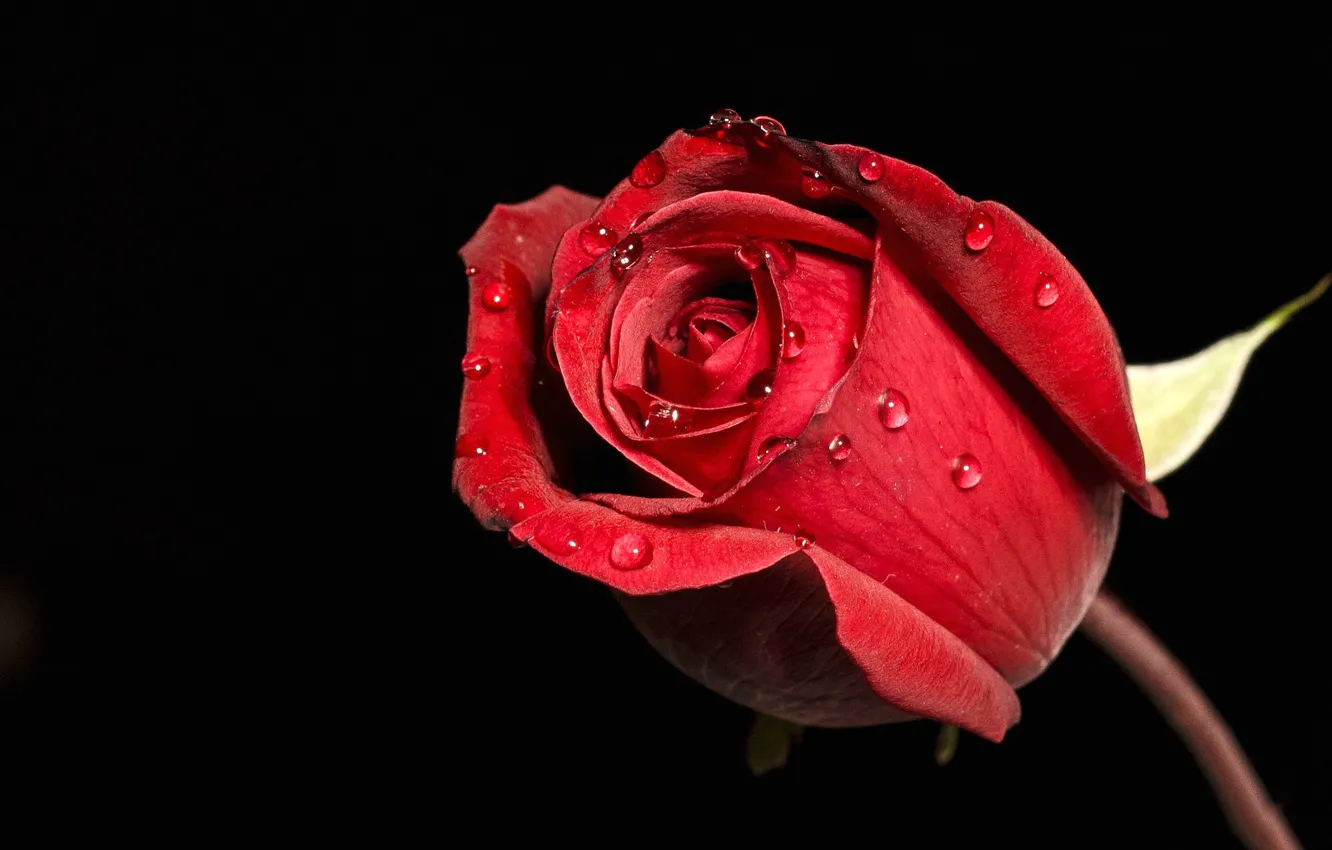 Фото обои цветок, капли, роса, роза, лепестки, бутон