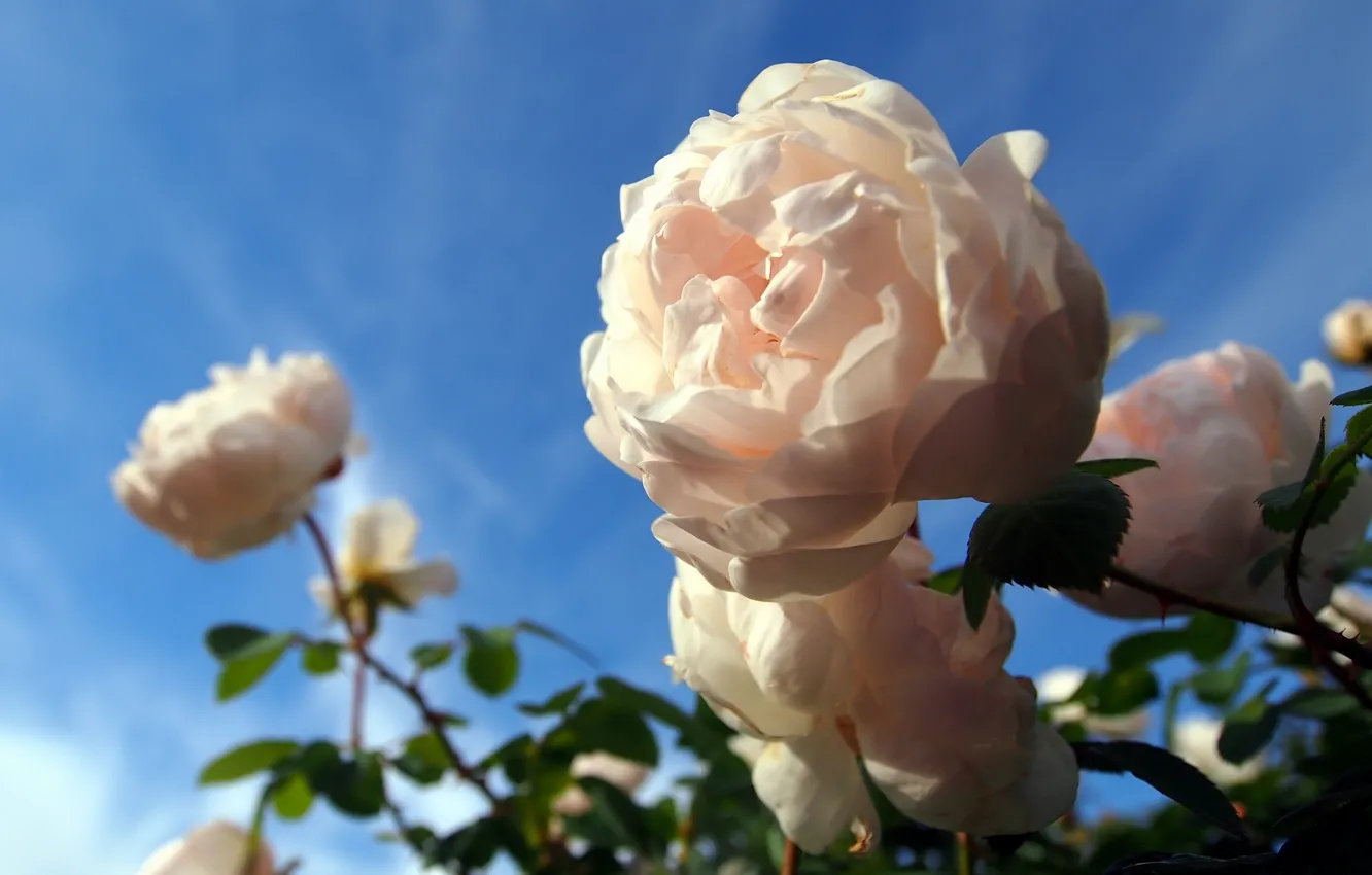 Фото обои макро, розы, боке, розовый куст