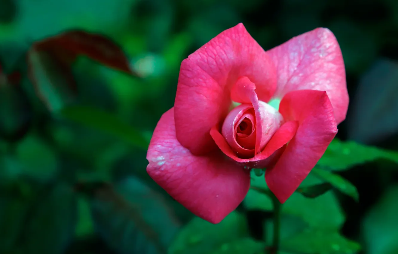 Фото обои цветок, розовая, роза, сад, бутон, зеленый фон