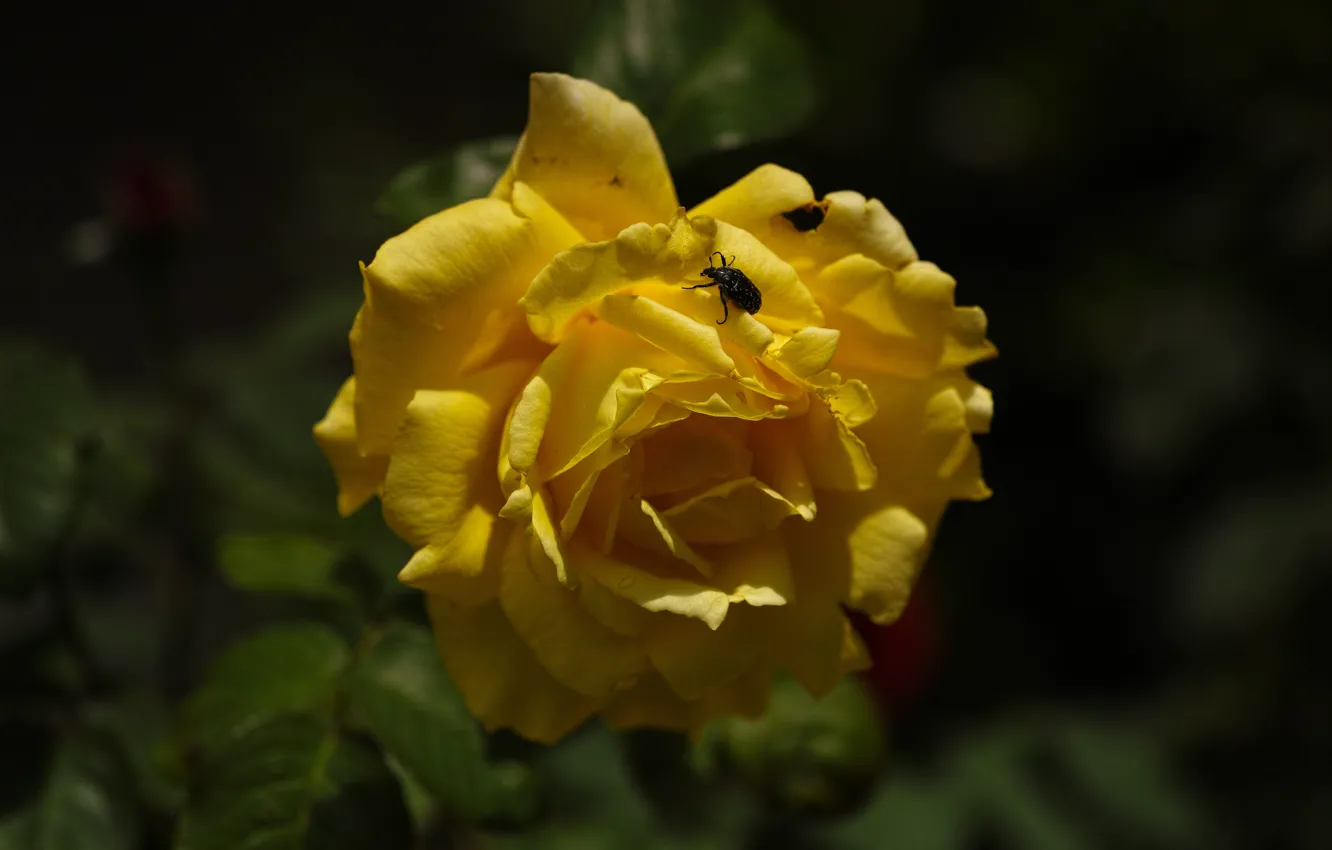 Фото обои цветок, листья, темный фон, роза, жук, сад, желтая, боке