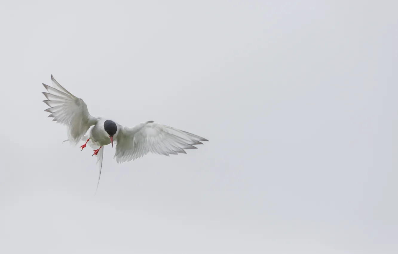 Фото обои bird, flight, wings, arctic tern