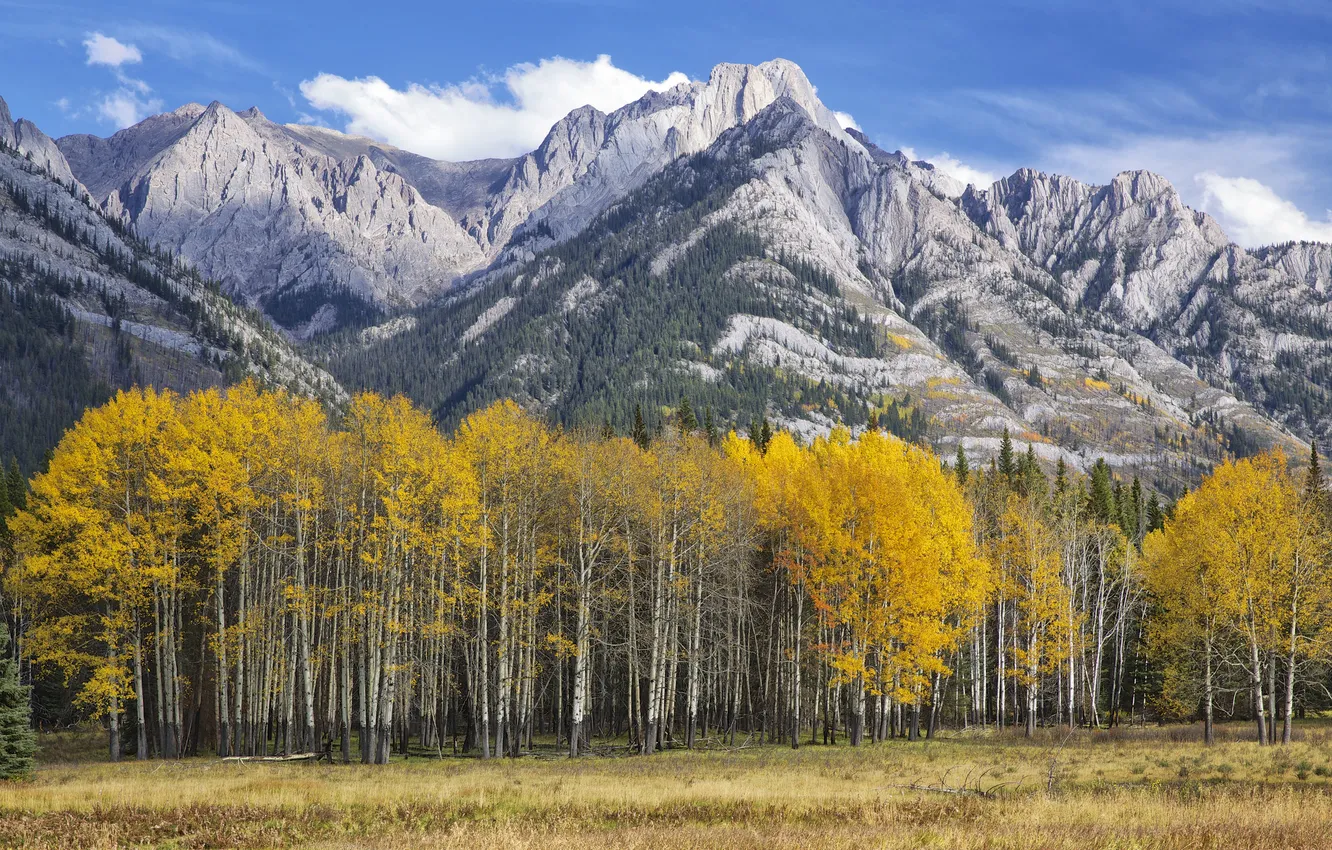 Фото обои осень, лес, небо, листья, горы, Колорадо, США, осина
