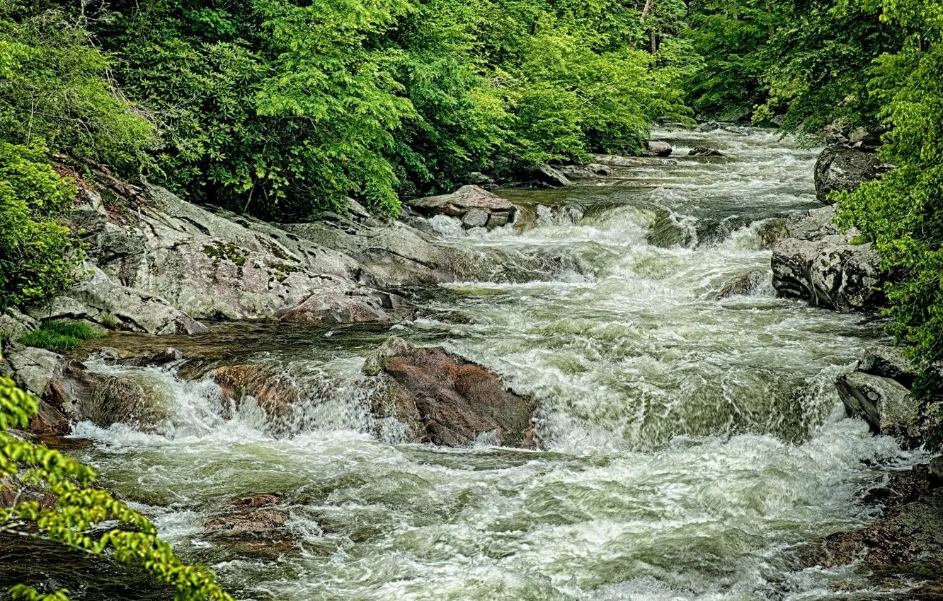 Фото обои зелень, вода, река, камни, заросли, поток, речка, пороги