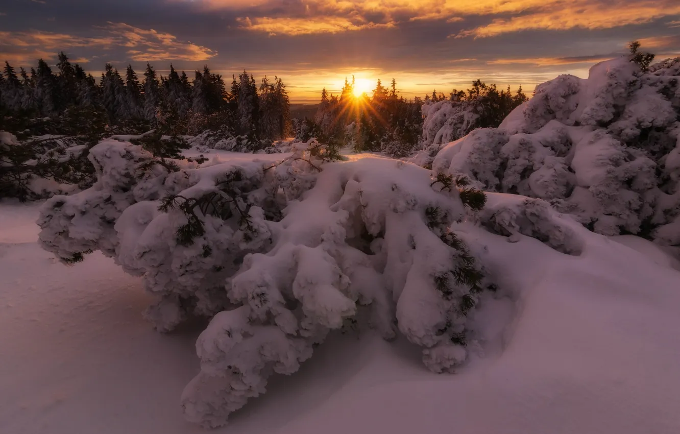 Фото обои зима, лес, снег, деревья, закат, природа