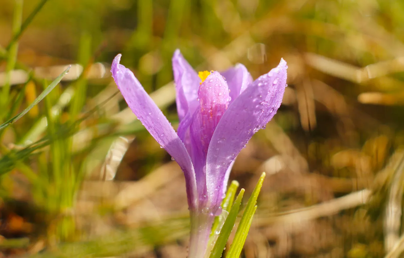 Фото обои flower, purple, crocus