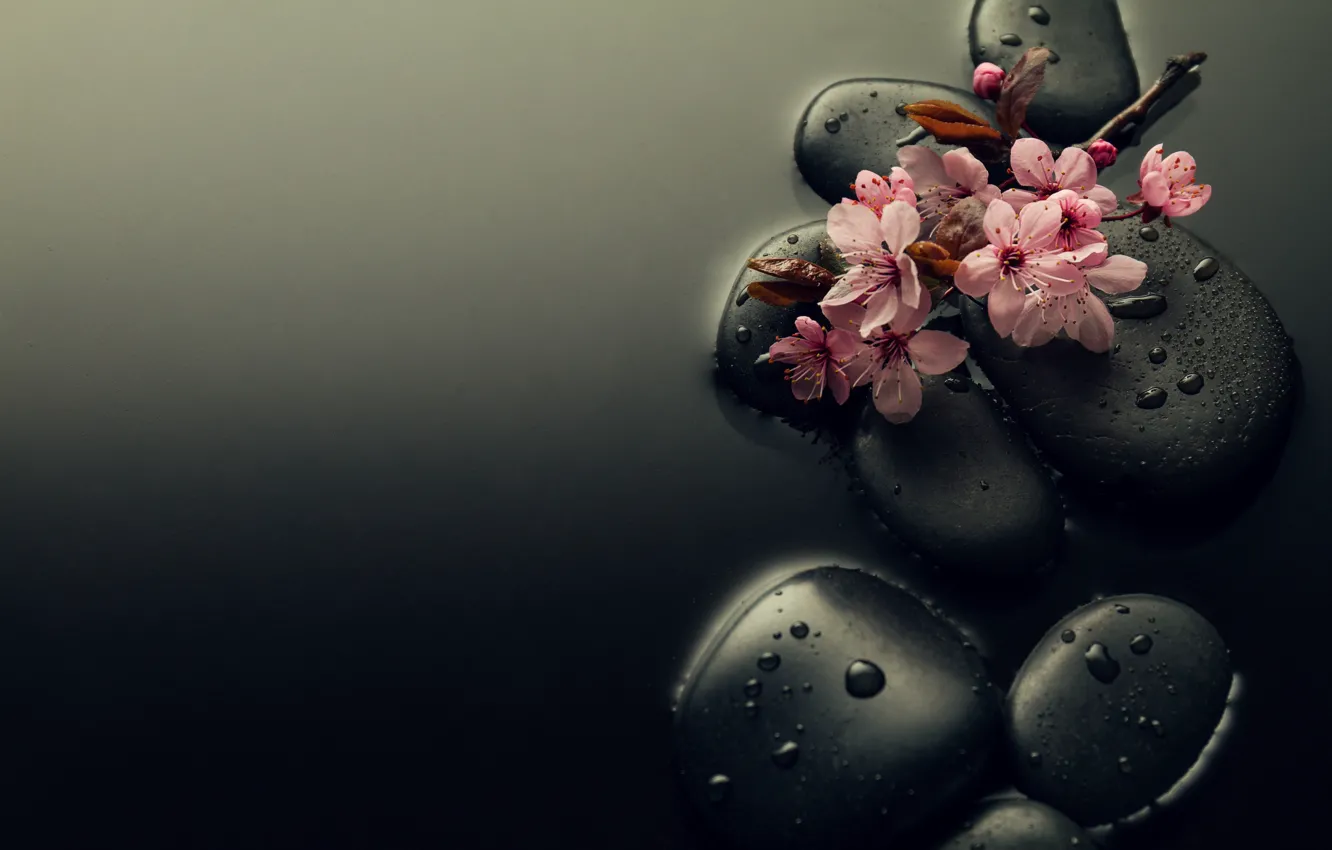 Фото обои вода, капли, цветы, камни, ветка, сакура