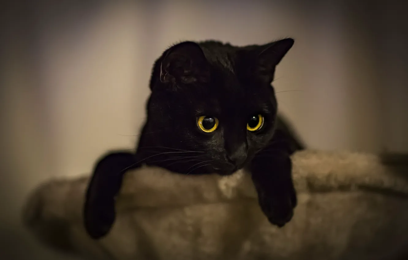 Фото обои кошка, взгляд, дом