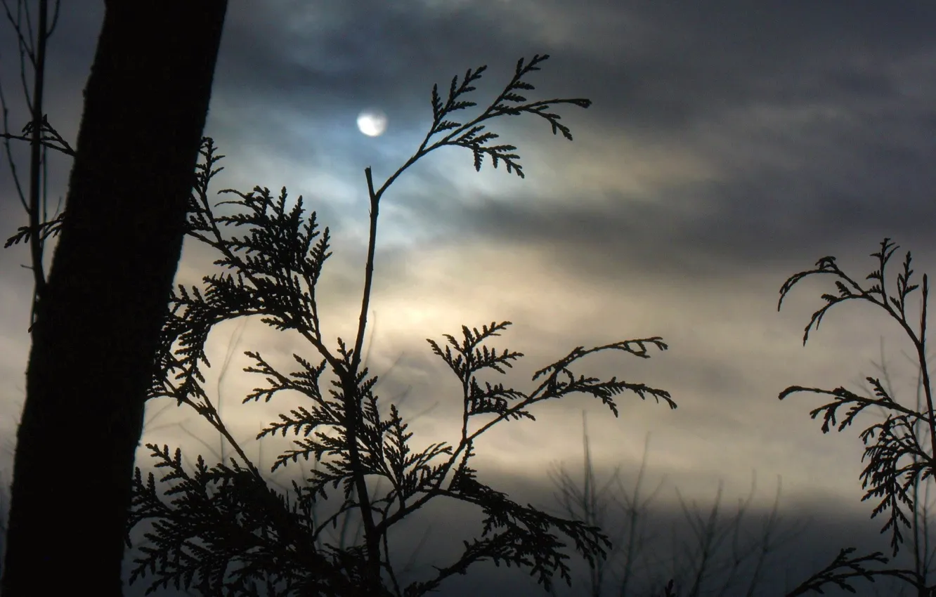 Фото обои облака, ветки, туман, луна