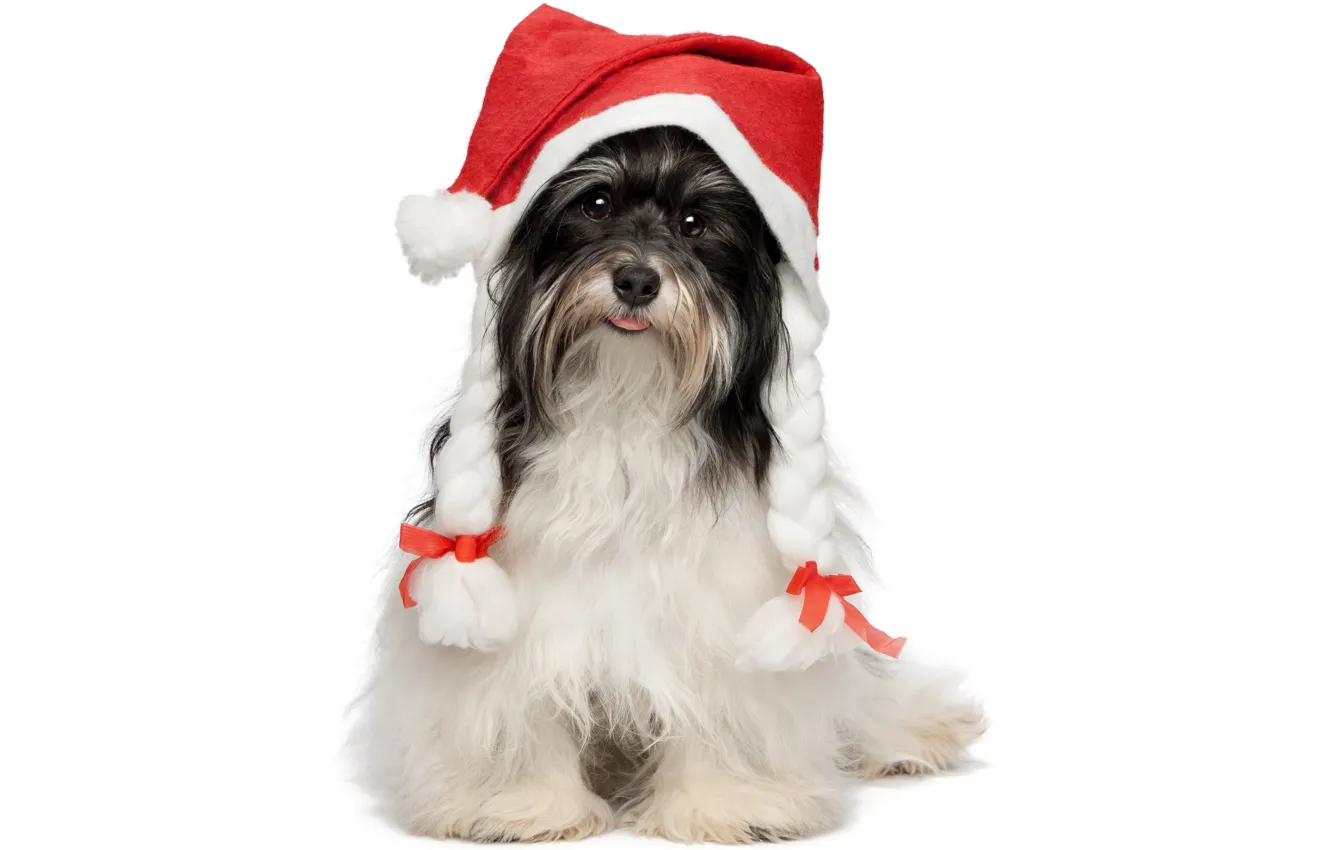 Фото обои язык, животные, красный, праздник, новый год, собака, белый фон, косички