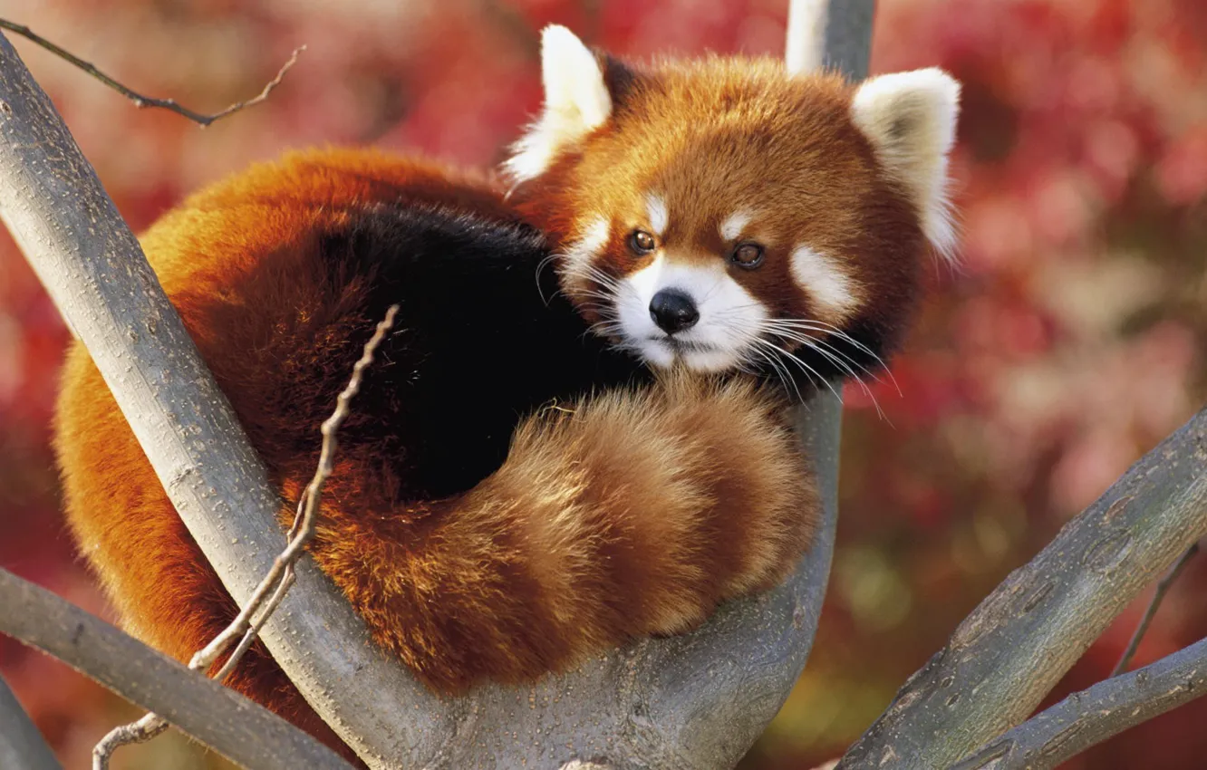 Фото обои Панда, красная, малая, Firefox