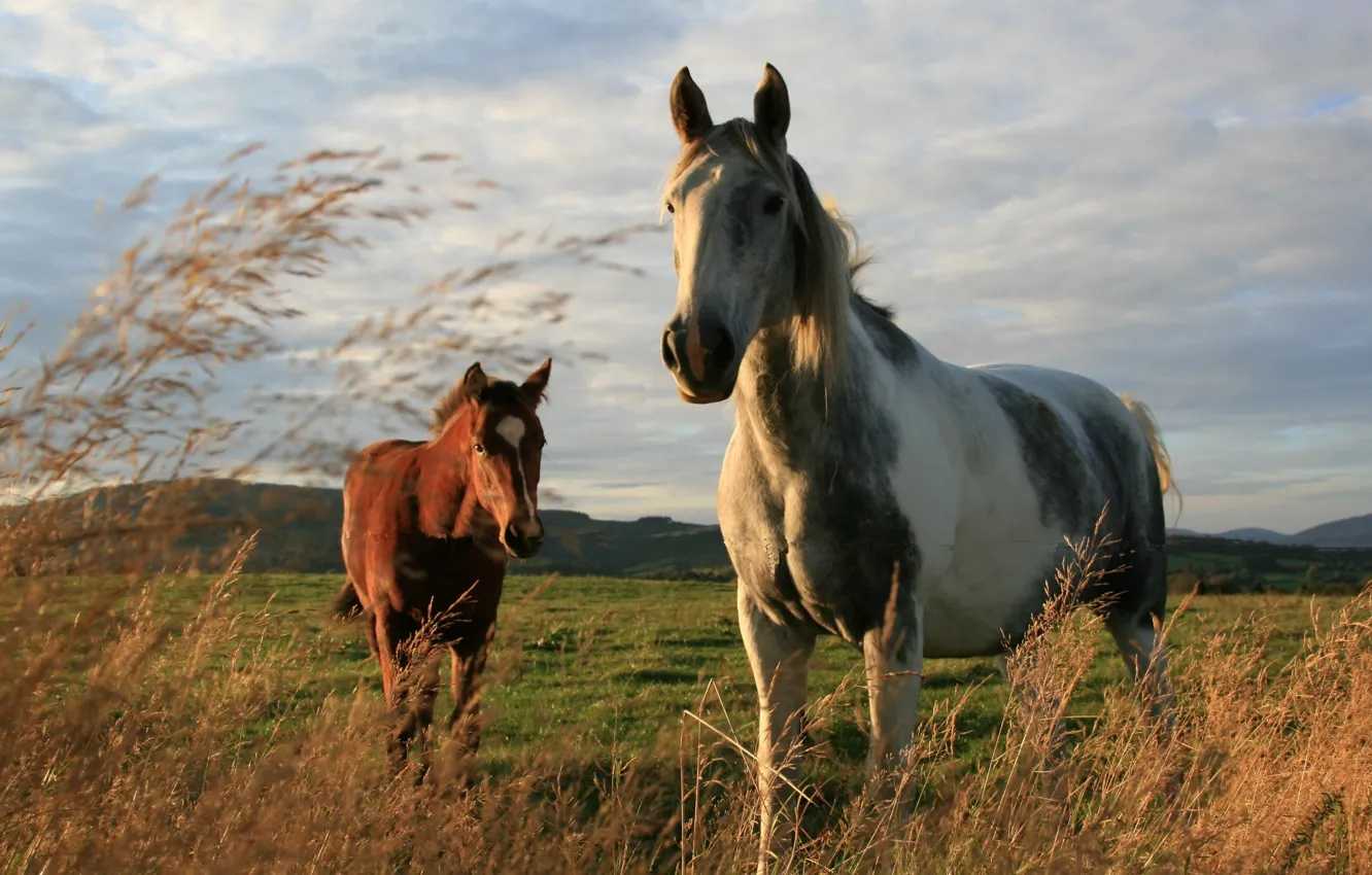 Фото обои поле, природа, лошади, окрас, порода