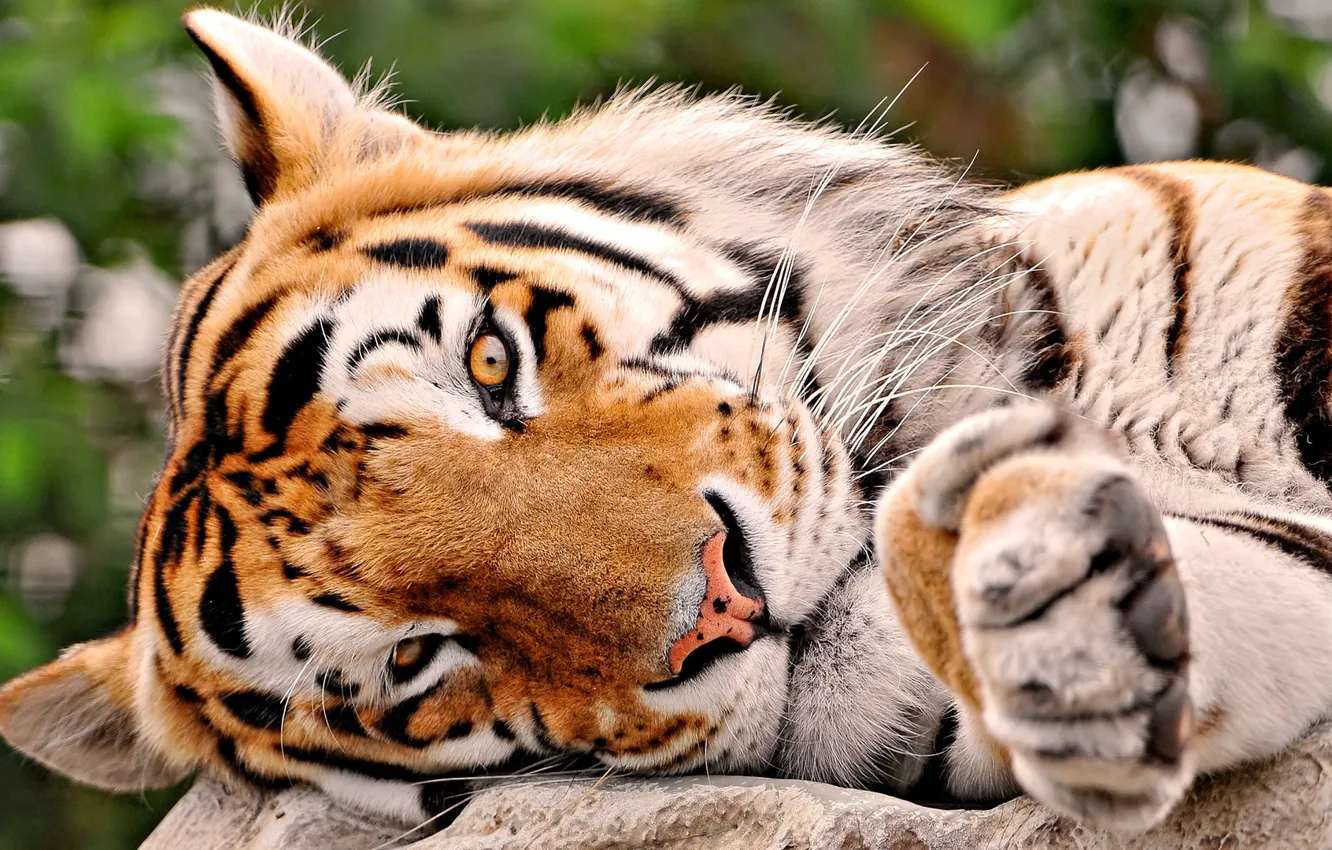 Фото обои морда, полоски, тигр, лапа, хищник, голова, лежит, грязный нос